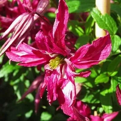 Клематис РОЗАЛИН  Клематис РОЗАЛИН в Ростове-на-Дону