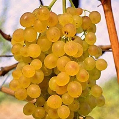 Виноград КИШМИШ КОКТЕЙЛЬ  Виноград КИШМИШ КОКТЕЙЛЬ в Ростове-на-Дону