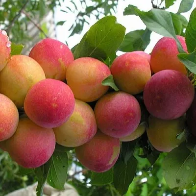 Слива СКОРОПЛОДНАЯ  Слива СКОРОПЛОДНАЯ в Ростове-на-Дону