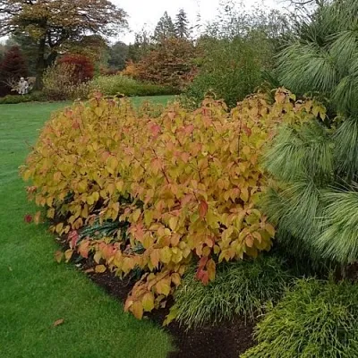 Дерен  АННА ВИНТЕР ОРАНЖ кроваво-красный    Дерен  АННА ВИНТЕР ОРАНЖ кроваво-красный   в Ростове-на-Дону