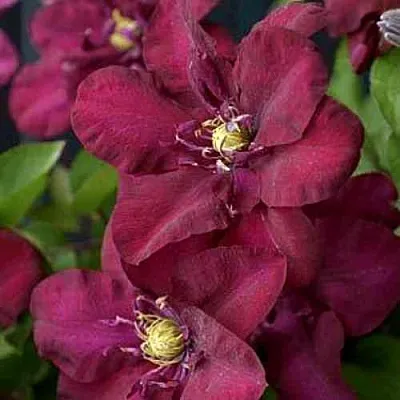 Клематис ЯН III СОБЕСКИ  Клематис ЯН III СОБЕСКИ в Ростове-на-Дону