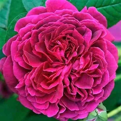 Саженцы роз ВИЛЬЯМ ШЕКСПИР английская  Саженцы роз ВИЛЬЯМ ШЕКСПИР английская в Ростове-на-Дону