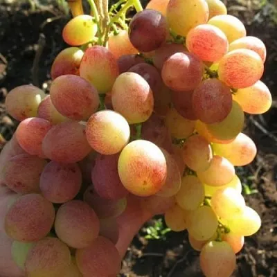 Виноград ТАСОН  Виноград ТАСОН в Ростове-на-Дону