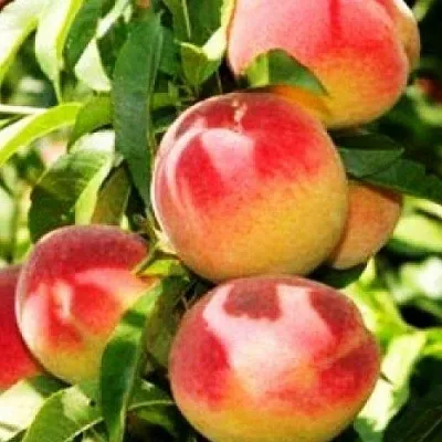 Персик НОВОСЕЛКОВСКИЙ  Персик НОВОСЕЛКОВСКИЙ в Ростове-на-Дону