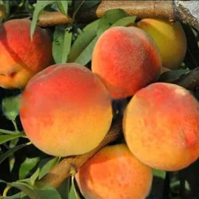 Персик РОЯЛ ВИ  Персик РОЯЛ ВИ в Ростове-на-Дону