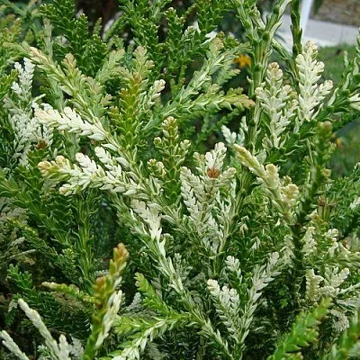 Туевик ВАРИЕГАТА долотовидный   Туевик ВАРИЕГАТА долотовидный  в Ростове-на-Дону