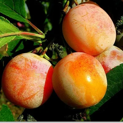 Ранняя  Ранняя в Ростове-на-Дону