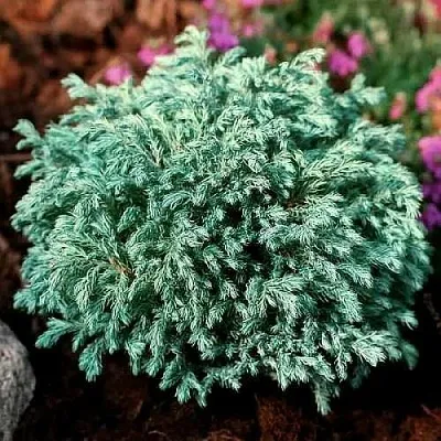 Кипарисовик БЕБИ БЛЮ горохоплодный  Кипарисовик БЕБИ БЛЮ горохоплодный в Ростове-на-Дону