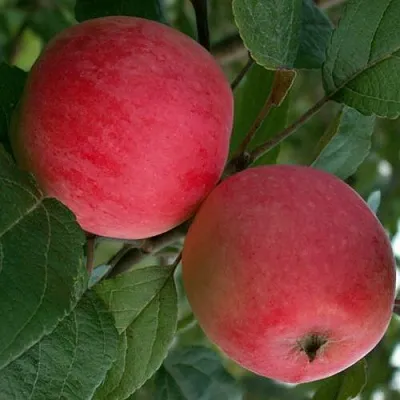 Яблоня СУЙСЛЕПСКОЕ (МАЛИНОВКА)  Яблоня СУЙСЛЕПСКОЕ (МАЛИНОВКА) в Ростове-на-Дону