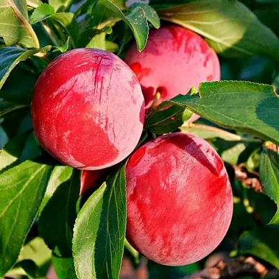 Красная  Красная в Ростове-на-Дону