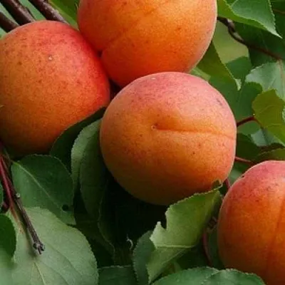 Абрикос ГРАФИНЯ  Абрикос ГРАФИНЯ в Ростове-на-Дону