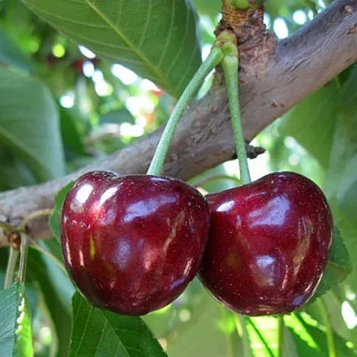 Черешня СЮБАРОВСКАЯ  Черешня СЮБАРОВСКАЯ в Ростове-на-Дону