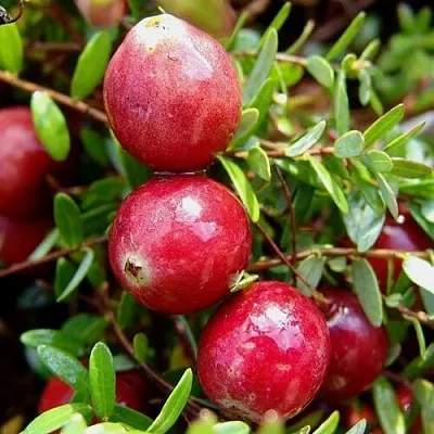 Клюква СТИВЕНС  Клюква СТИВЕНС в Ростове-на-Дону