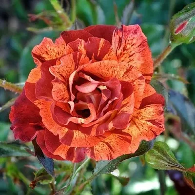 Саженцы роз САММЕР ЛОДЖ шраб  Саженцы роз САММЕР ЛОДЖ шраб в Ростове-на-Дону