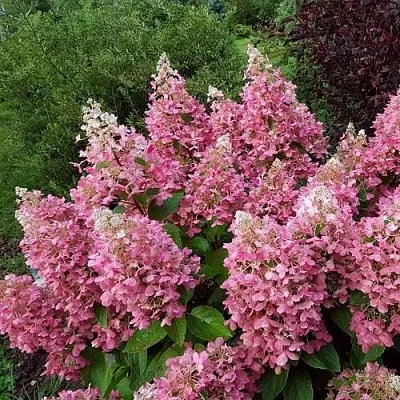 Гортензия ПИНКИ ВИНКИ метельчатая  Гортензия ПИНКИ ВИНКИ метельчатая в Ростове-на-Дону