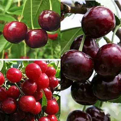 Комплект ВИШНЕВЫЙ САД в Ростове-на-Дону