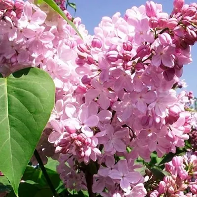 Сирень АДЕЛИНА  Сирень АДЕЛИНА в Ростове-на-Дону