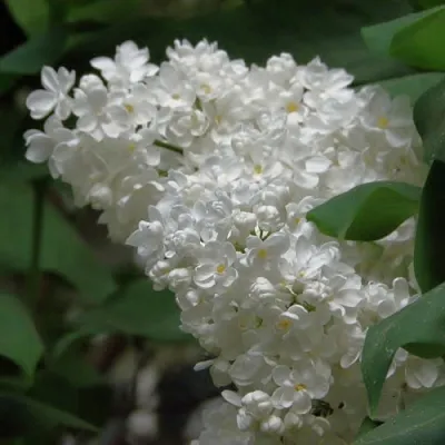 Сирень РУССКИЙ СЕВЕР  Сирень РУССКИЙ СЕВЕР в Ростове-на-Дону