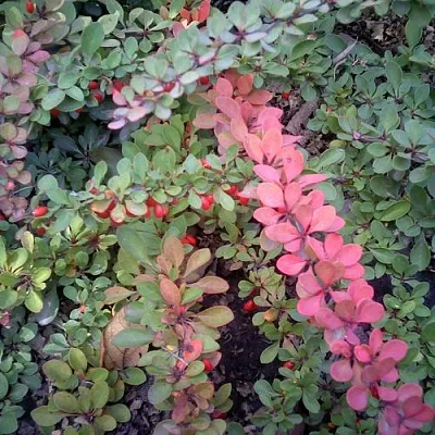 Барбарис ГРИН КАРПЕТ тунберга в Ростове-на-Дону