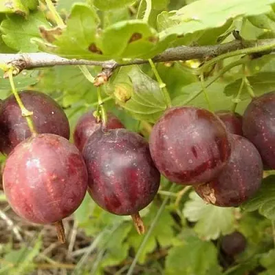 Крыжовник СМЕНА  Крыжовник СМЕНА в Ростове-на-Дону