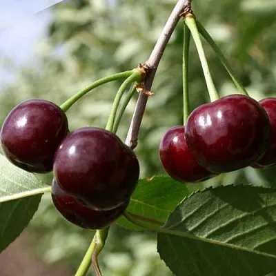 Вишня ЖАДАНА  Вишня ЖАДАНА в Ростове-на-Дону