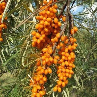 Облепиха НИВЕЛЕНА  Облепиха НИВЕЛЕНА в Ростове-на-Дону