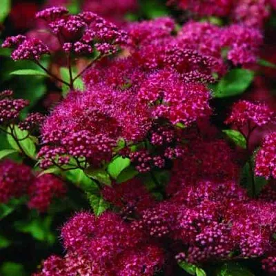 Спирея АНТОНИ ВАТЕРЕР японская  Спирея АНТОНИ ВАТЕРЕР японская в Ростове-на-Дону