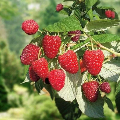 Малина РУБИФОЛ  Малина РУБИФОЛ в Ростове-на-Дону