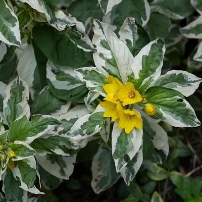 Вербейник АЛЕКСАНДР точечный  Вербейник АЛЕКСАНДР точечный в Ростове-на-Дону