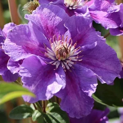 Клематис АШВА  Клематис АШВА в Ростове-на-Дону