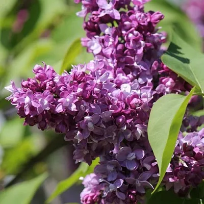 Сирень ИЗОБИЛИЕ  Сирень ИЗОБИЛИЕ в Ростове-на-Дону