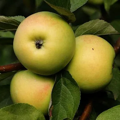 Яблоня ДАНИЛА  Яблоня ДАНИЛА в Ростове-на-Дону