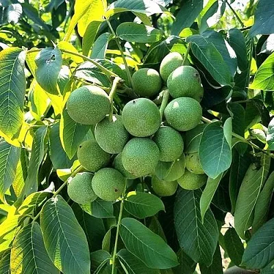 Грецкий орех  ИЗЯЩНЫЙ  Грецкий орех  ИЗЯЩНЫЙ в Ростове-на-Дону