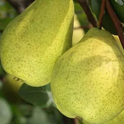 Груша СКАЗОЧНАЯ   Груша СКАЗОЧНАЯ  в Ростове-на-Дону