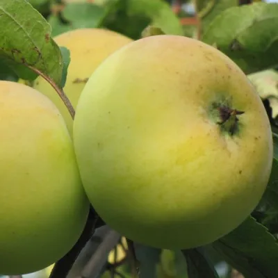 Яблоня РОССИЯНКА — описание сорта Яблоня РОССИЯНКА в Ростове-на-Дону