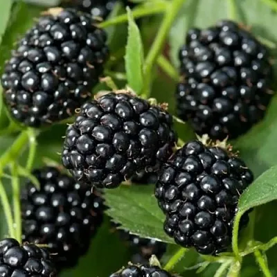 Ежевика ТРИПЛ КРАУН бесшипная  Ежевика ТРИПЛ КРАУН бесшипная в Ростове-на-Дону