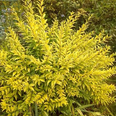 Бирючина АУРЕА обыкновенная в Ростове-на-Дону