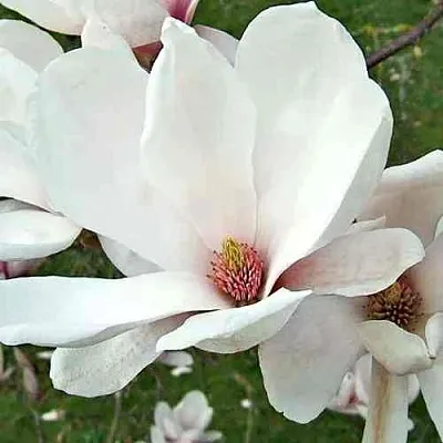 Магнолия АЛЬБА СУПЕРБА  Магнолия АЛЬБА СУПЕРБА в Ростове-на-Дону