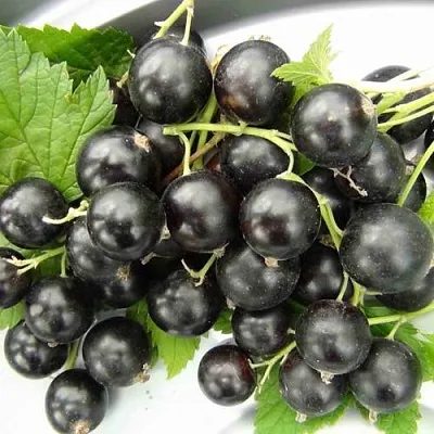 Смородина черная ТИТАНИЯ  Смородина черная ТИТАНИЯ в Ростове-на-Дону