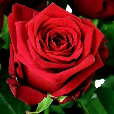 Саженцы роз РЕД НАОМИ чайно-гибридная  Саженцы роз РЕД НАОМИ чайно-гибридная в Ростове-на-Дону