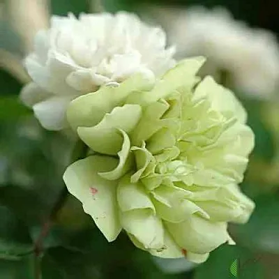 Саженцы роз ГРИН АЙС миниатюрная  Саженцы роз ГРИН АЙС миниатюрная в Ростове-на-Дону