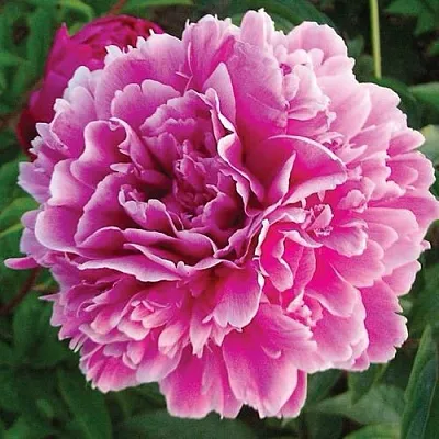 Пион ПУРПУРНАЯ ФЕЕРИЯ травянистый  Пион ПУРПУРНАЯ ФЕЕРИЯ травянистый в Ростове-на-Дону
