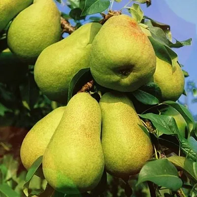 Груша НЕЖНОСТЬ колонновидная	  Груша НЕЖНОСТЬ колонновидная	 в Ростове-на-Дону