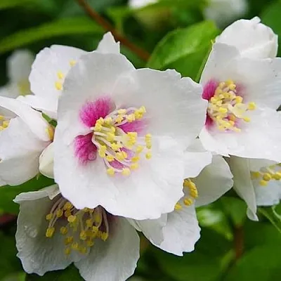 Жасмин БЕЛЬ ЭТУАЛЬ  Жасмин БЕЛЬ ЭТУАЛЬ в Ростове-на-Дону