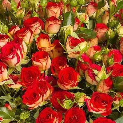 Саженцы роз РУБИЭЛЛА спрей  Саженцы роз РУБИЭЛЛА спрей в Ростове-на-Дону