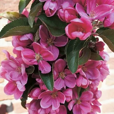 Яблоня ЗЕЛЁНЫЙ БУКЕТ декоративная  Яблоня ЗЕЛЁНЫЙ БУКЕТ декоративная в Ростове-на-Дону