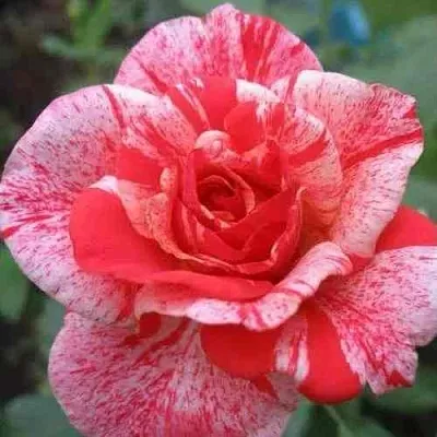 Саженцы роз ФИЛАТЕЛИЯ чайно-гибридная  Саженцы роз ФИЛАТЕЛИЯ чайно-гибридная в Ростове-на-Дону