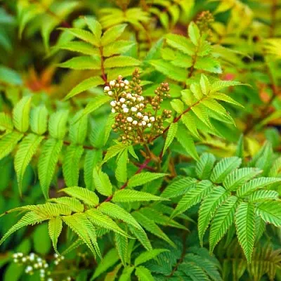 Рябинник  Рябинник в Ростове-на-Дону