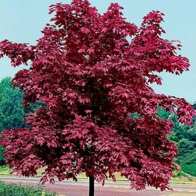 Клен КРИМСОН КИНГ остролистный  Клен КРИМСОН КИНГ остролистный в Ростове-на-Дону