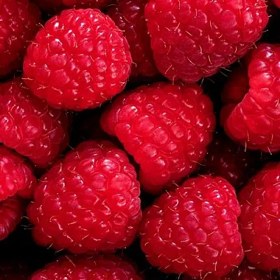 Малина  Малина в Ростове-на-Дону